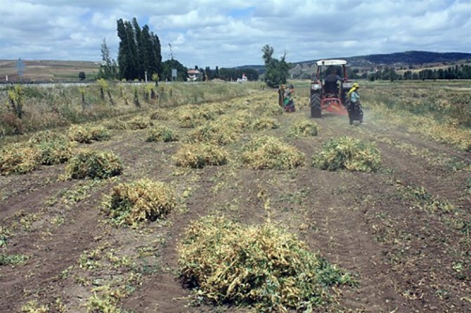 İ̇lk Kez Ekimi Yapılan Kuru Bezelyenin Hasadı Yapıldı