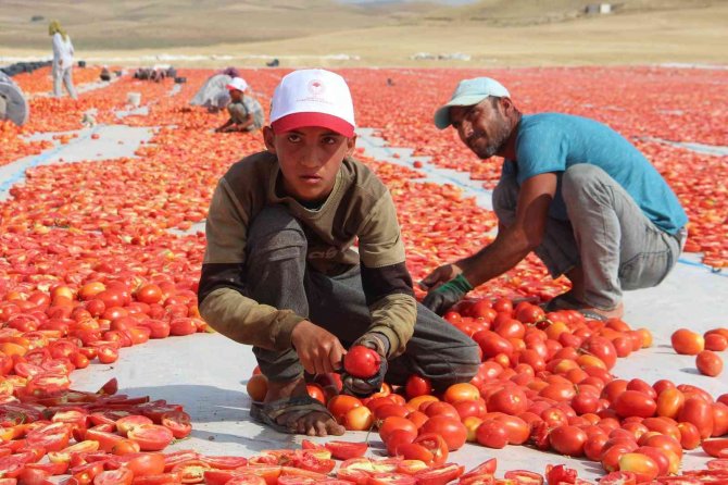 Elazığ’da 20 Bin Dekar Alanda Domates Hasadı Sürüyor