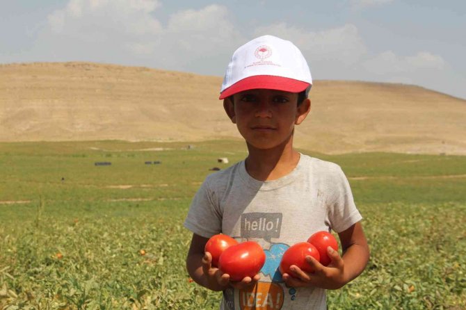 Elazığ’da 20 Bin Dekar Alanda Domates Hasadı Sürüyor