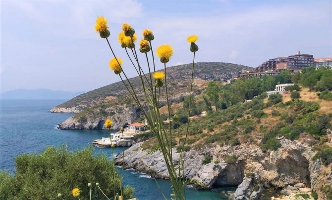 Aydın Gaşağı, Kanser Araştırmalarına Da Işık Tutuyor