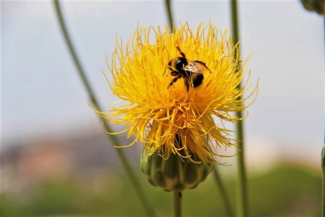 Aydın Gaşağı, Kanser Araştırmalarına Da Işık Tutuyor