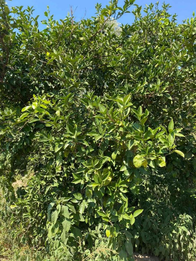 Narenciye Bahçelerindeki Verim Kaybı Araştırılıyor