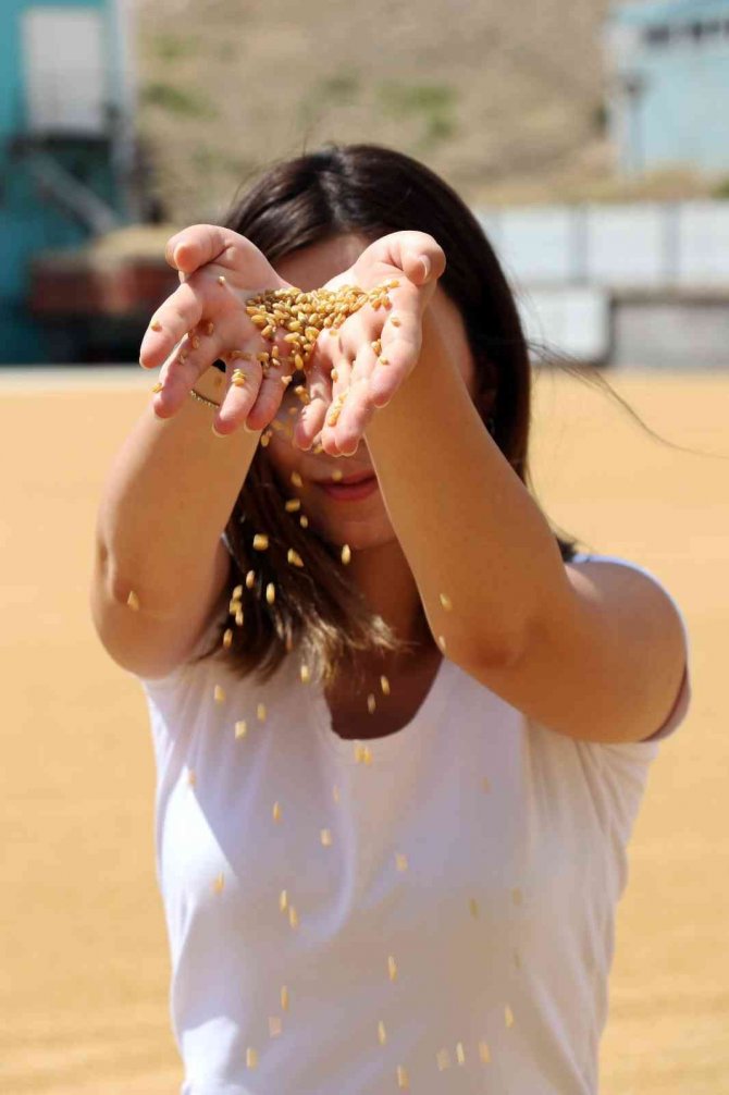 Buğdayın Tarladan Değirmene Yolculuğu