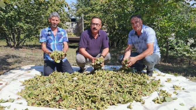 Bursa’da Fındık Hasadı Başladı; 66 Milyon Tl Gelir Getirecek