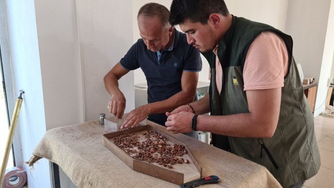 Tmo Kabuklu Fındık Alımına Başladı
