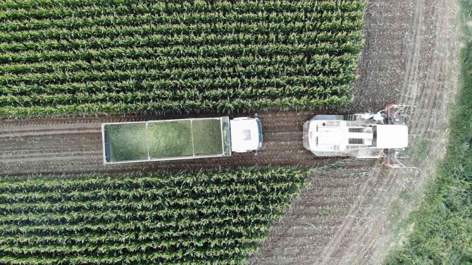 Edirne’de Silajlık Mısır Hasadı Başladı