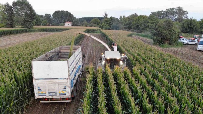 Edirne’de Silajlık Mısır Hasadı Başladı