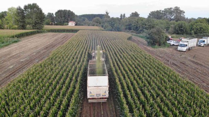 Edirne’de Silajlık Mısır Hasadı Başladı