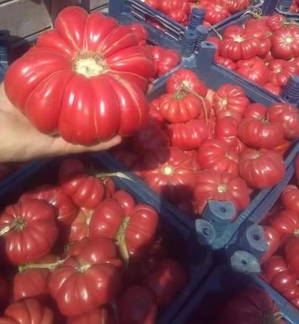 Bu Domatesler Tam 1 Kilo