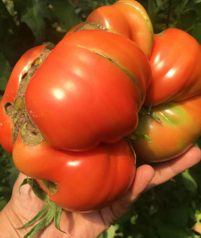 Bu Domatesler Tam 1 Kilo