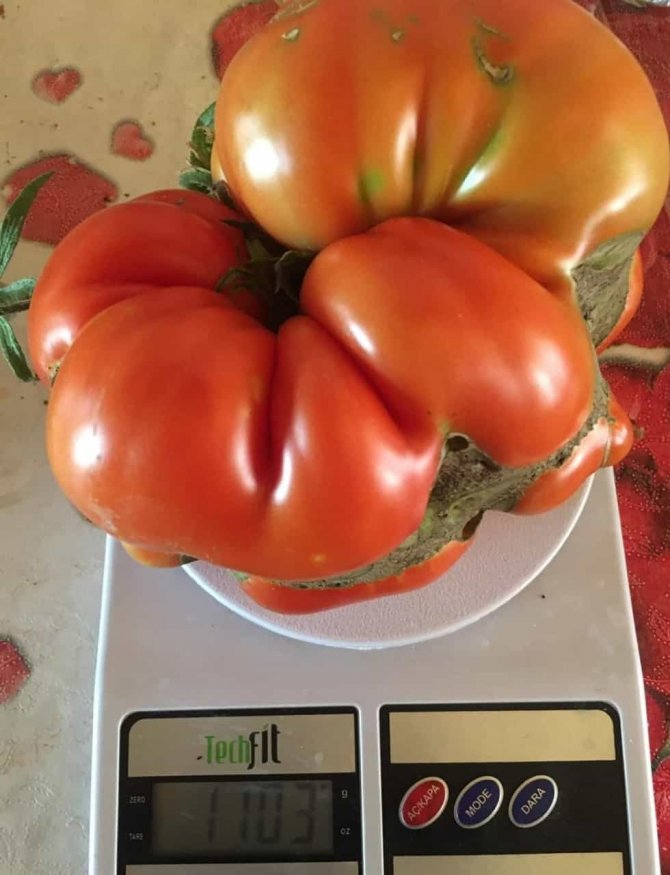 Bu Domatesler Tam 1 Kilo