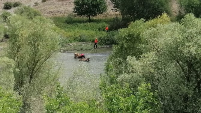 Bataklığa Saplanan Büyükbaş Hayvanlar Kurtarıldı