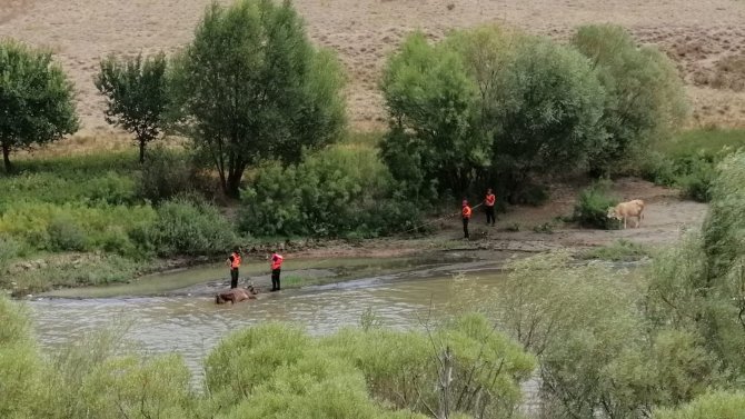 Bataklığa Saplanan Büyükbaş Hayvanlar Kurtarıldı
