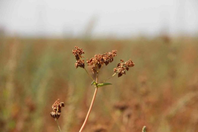 Vali Memiş’ten ’Karabuğday Ekin’ Tavsiyesi