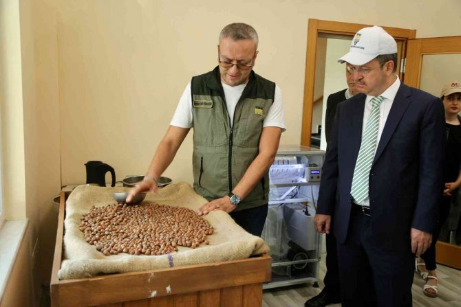 Tmo Giresun’da Fındık Alımına Başladı