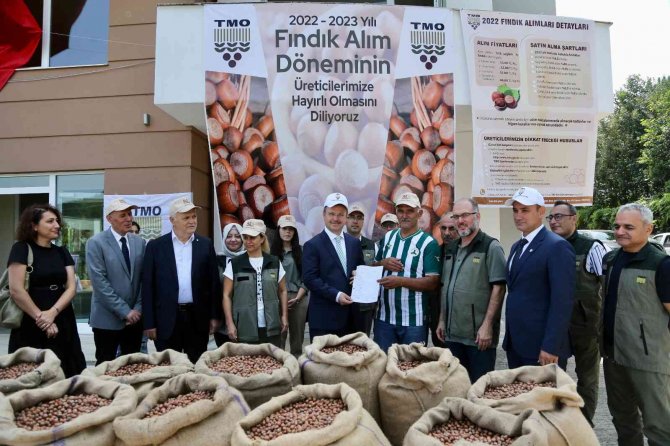 Tmo Giresun’da Fındık Alımına Başladı