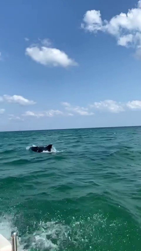 Silivri Sahilinde Yunus Balıkları Görüldü