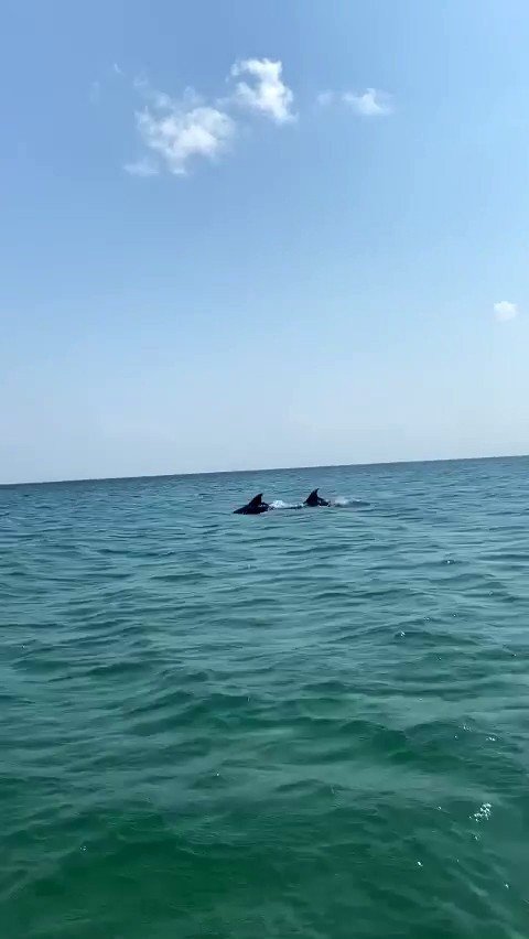 Silivri Sahilinde Yunus Balıkları Görüldü