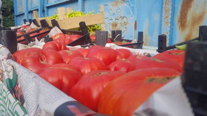 Coğrafi İşaretle Tescillenen Yerli ’Maniye’nin Hasadı Başladı