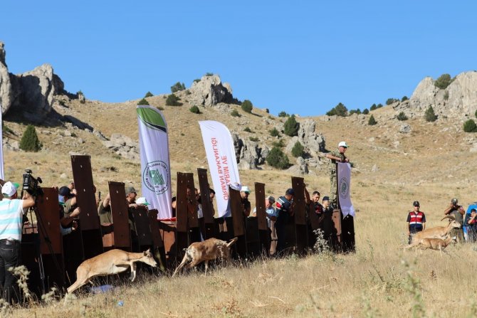 Yaban Koyunları Doğaya Salındı