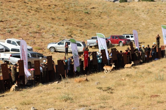 Yaban Koyunları Doğaya Salındı