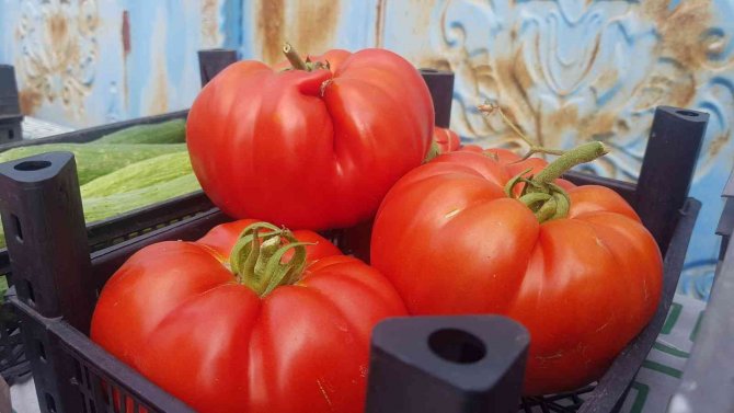 Coğrafi İşaretle Tescillenen Yerli ’Maniye’nin Hasadı Başladı