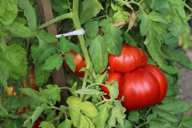 Coğrafi İşaretle Tescillenen Yerli ’Maniye’nin Hasadı Başladı