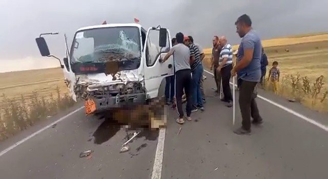 Sürücüsünün Direksiyon Hakimiyetini Kaybettiği Tanker, Büyükbaş Hayvan Sürüsüne Daldı: 18 Hayvan Telef Oldu