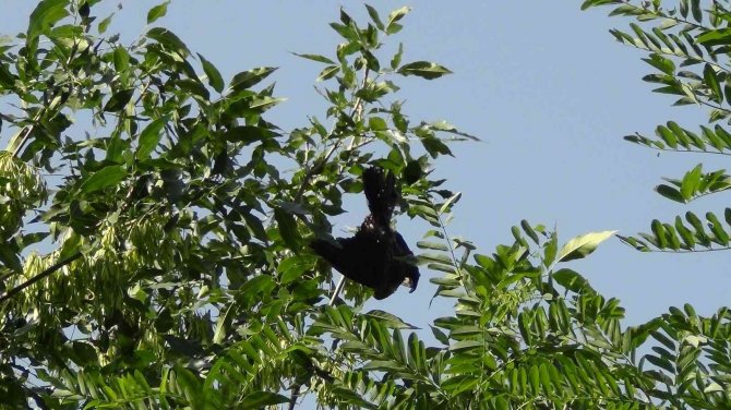 Ağaçta Mahsur Kalan Karga Kurtarıldı