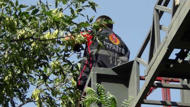 Ağaçta Mahsur Kalan Karga Kurtarıldı