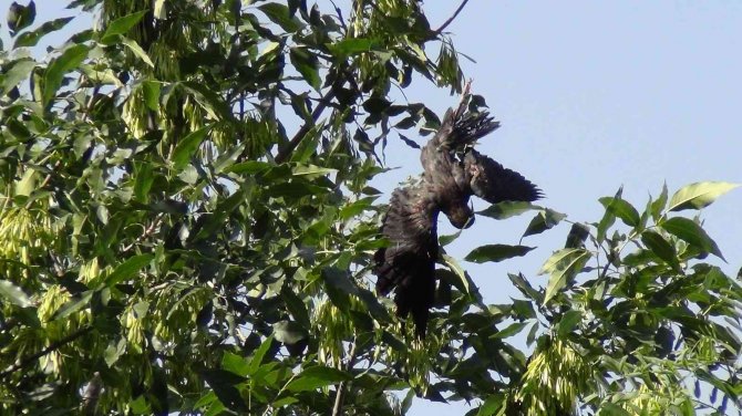 Ağaçta Mahsur Kalan Karga Kurtarıldı
