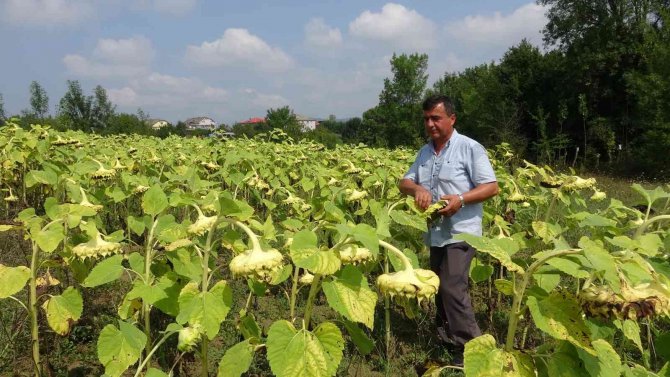 Emekli Madenci, Stratejik Ürün Olan Ayçiçeği İle Ekonomiye Katkı Sağlayacak