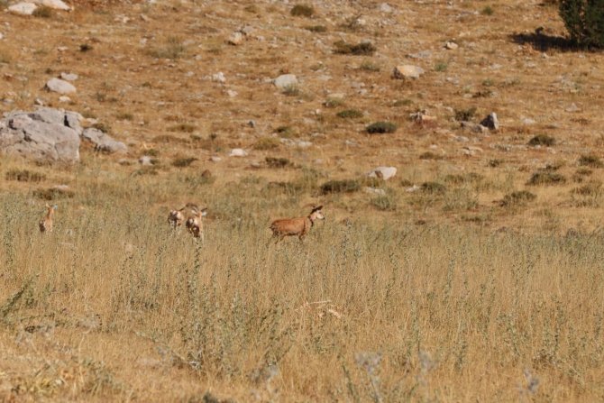 Yaban Koyunları Doğaya Salındı