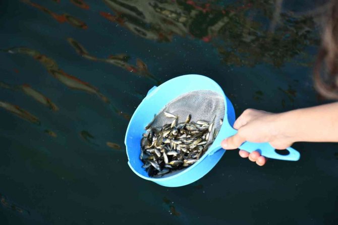 Köyceğiz Gölü’ne 260 Bin Sazan Bırakıldı