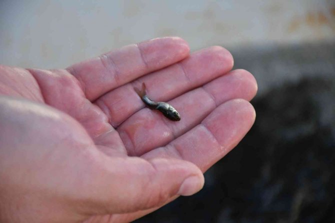 Köyceğiz Gölü’ne 260 Bin Sazan Bırakıldı