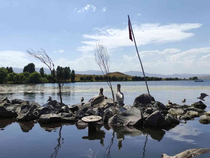 Pelikanlar Adanın Maskotu Oldu