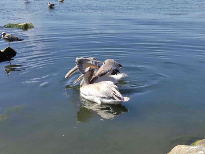 Pelikanlar Adanın Maskotu Oldu