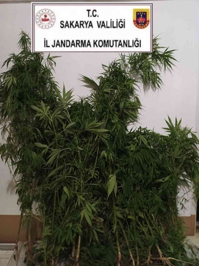 Uyuşturucu Bulundurmaktan Aranıyordu, 70 Kök Kenevirle Yakalandı