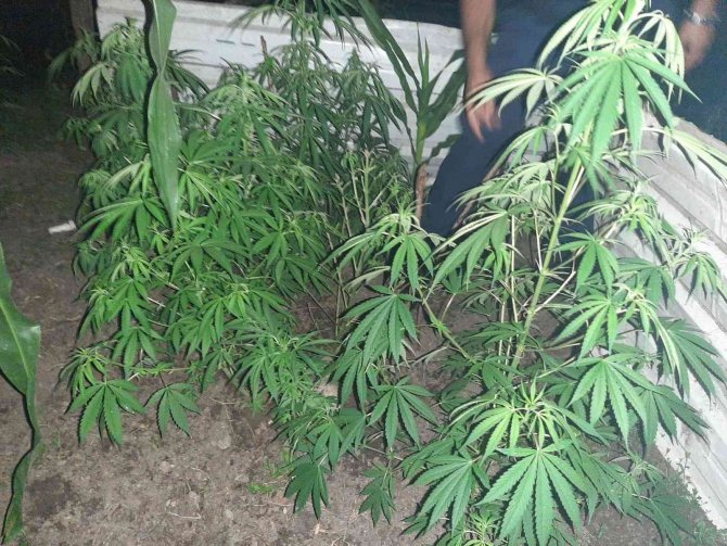 Uyuşturucu Bulundurmaktan Aranıyordu, 70 Kök Kenevirle Yakalandı