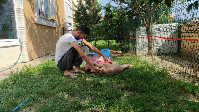 Köpeği Çalınınca Hayatı Alt Üst Olan Genç, Şimdi Ona Kavuşmanın Mutluluğunu Yaşıyor