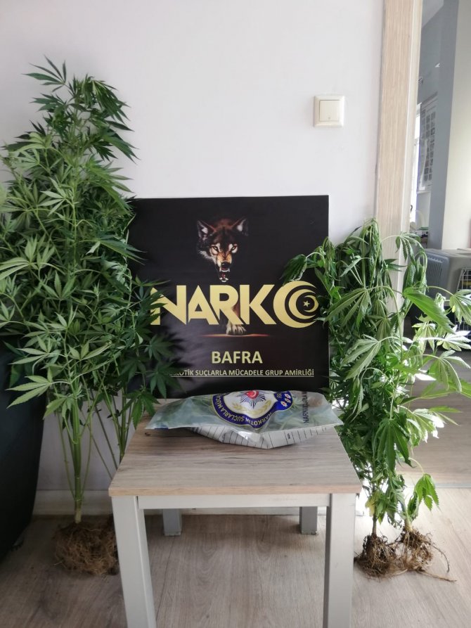 Bafra’da Kubar Esrar Ve Hint Keneviri Ele Geçirildi