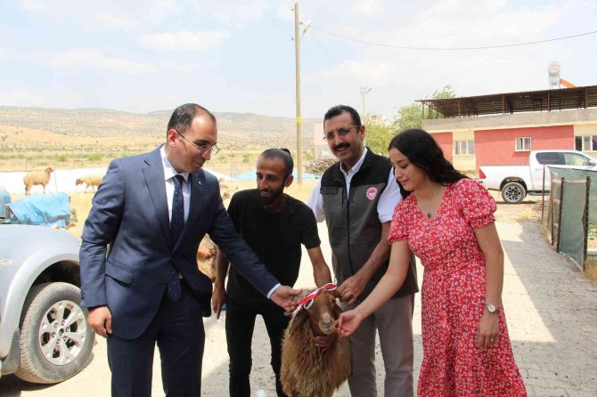 Genç Çiftçiler Devletten Aldıkları Destekle Küçükbaş Hayvan Sahibi Oldu