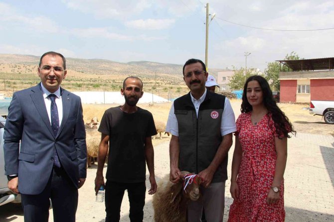 Genç Çiftçiler Devletten Aldıkları Destekle Küçükbaş Hayvan Sahibi Oldu