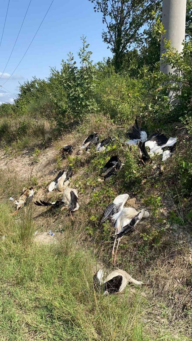 Silivri’de Göç Yolunda Yüzlerce Leylek Öldü