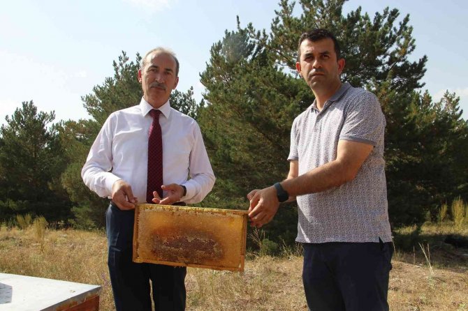 Akademik Arılar Sağıldı, Üretim Artarsa Bal Bursa Dönüşecek
