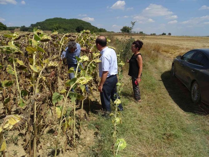 Yerli Hibrit Tohum Tekirdağ’da Yeşeriyor