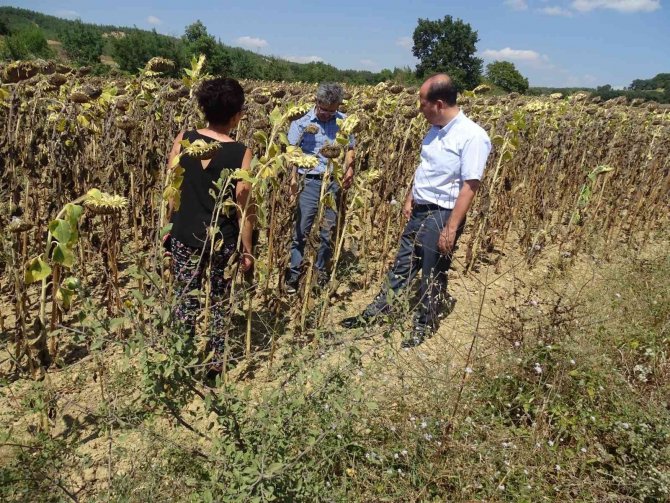 Yerli Hibrit Tohum Tekirdağ’da Yeşeriyor