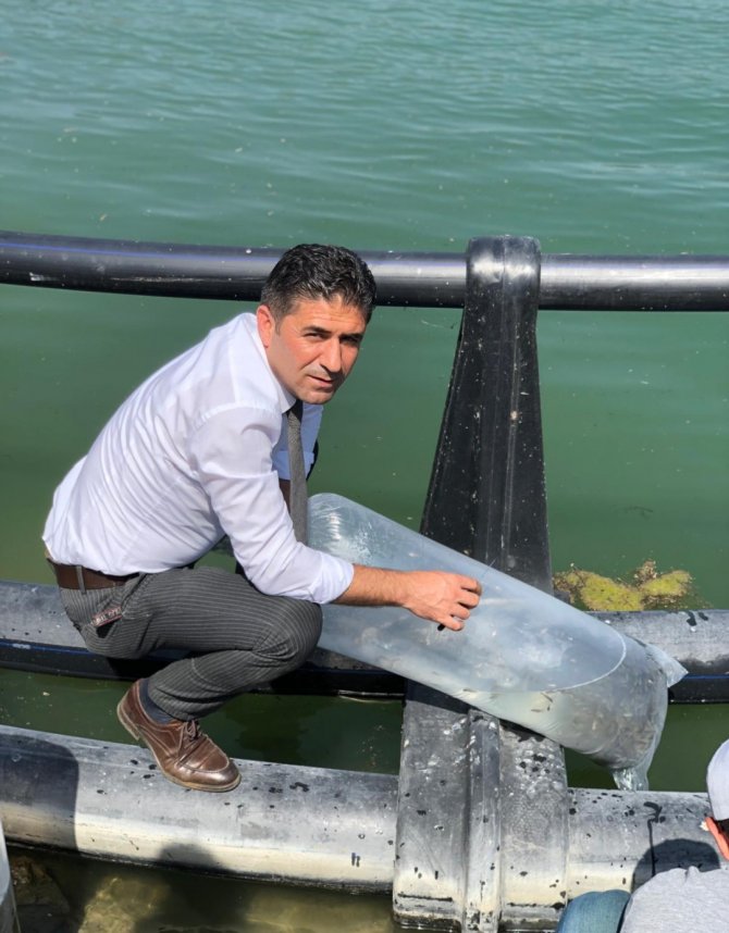 Alpu Barajına 100 Bin Sazan Bırakıldı