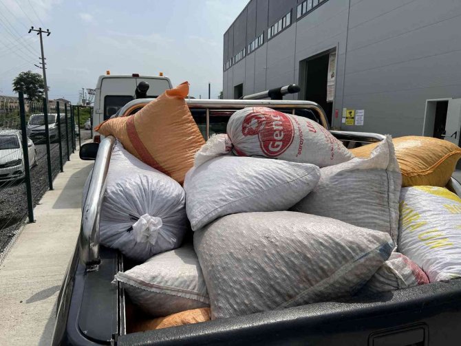 Tmo Düzce’de Fındık Alımına Başladı