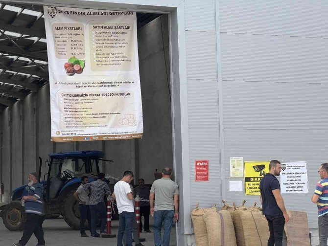 Tmo Düzce’de Fındık Alımına Başladı